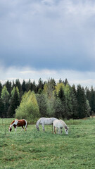 Thoroughbred horses grazing in field next to forest. Beautiful rural landscape. Vertical photo. High quality photo