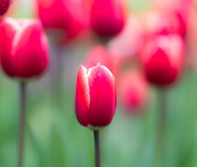 Closeup shot of a pink tulip standing tall in a grassy field