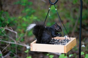 A rare black and white squirrel. - Powered by Adobe
