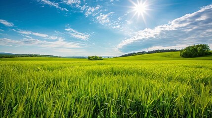 Obraz premium Countryside field, sunny day in the countryside