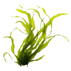 PNG  Laminaria seaweed plant white background - obrazy, fototapety, plakaty