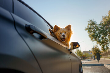 A fluffy dog looks out of the black car. Traveling with a pet