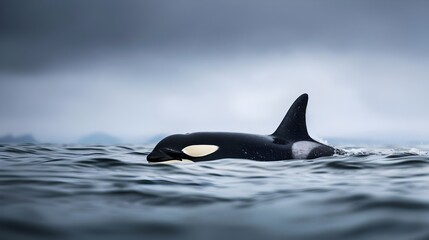Fototapeta premium Killer Whale Close Up In The Ocean (Generative AI)