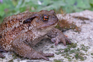 Close-up of common frog (Bufo bufo) in natural ecosystem.