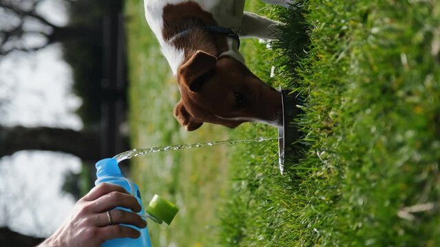Male pets owner pours fresh water from bottle into bowl while walking. Thirsty jack Russell terrier greedily drinks water outside in the park. A man takes care of a puppy. Vertical footage