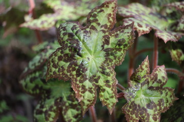 Podophyllum spotty dotty. Chinese mayapple also known as Asian mayapple, shade garden.
