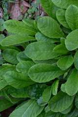 White primrose petals in nature.