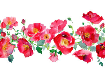 PNG Blooming redroses garden flower nature petal - obrazy, fototapety, plakaty