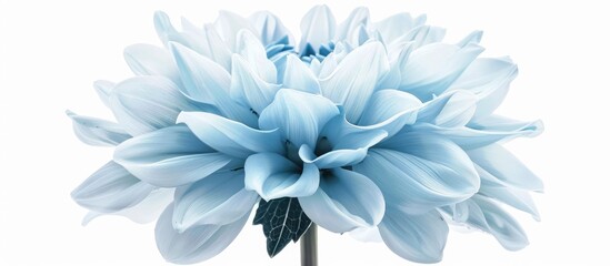 Dahlia flower with a light blue color on a white backdrop, isolated and highlighted with a clipping path. Showing a close-up of the large, fluffy bloom, suitable for design purposes.