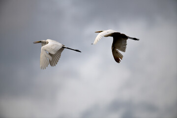 Weiße Reiher Vögel (Silberreiher - ardea alba) vor dramatischem Wolkenhimmel im Gewitter vor dem...
