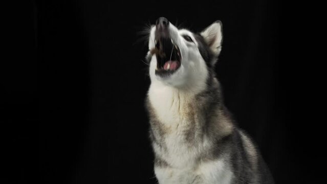 A Siberian Husky dog, mouth agape and eyes alight, catches a treat against black background. The snapshot captures the dog eager anticipation and joyful expression mid-action