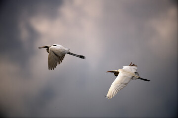 Weiße Reiher (Silberreiher ardea alba) Vögel vor dramatischem Wolkenhimmel beim Gewitter vor dem...