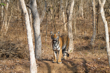 Gorgeous bengal tiger looking at camera