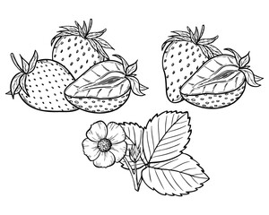 Vector strawberry line art illustration set with berries, leaves and flowers, hand drawn botanical outline drawing, monochrome sketch. Design elements for coloring book, background, pattern, packaging