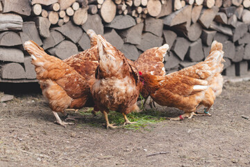 Domestic chicken with brown and white feathers running around the yard in the free range. Organic chickens. Homegrown eggs. Funny expression