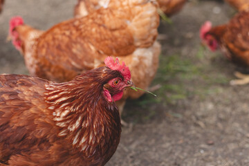 Domestic chicken with brown and white feathers running around the yard in the free range. Organic chickens. Homegrown eggs. Funny expression