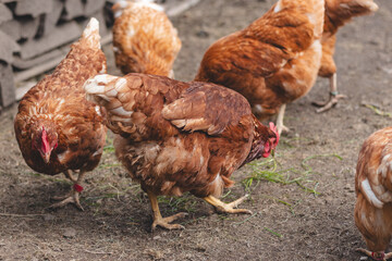 Domestic chicken with brown and white feathers running around the yard in the free range. Organic chickens. Homegrown eggs. Funny expression