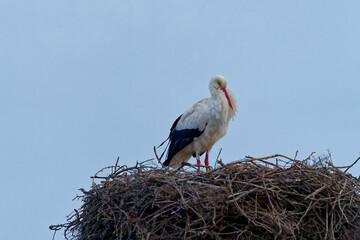 Fototapeta premium cigogne dans son nids de branche passant l’hiver dans le sud de la France à côté des flamand rose 