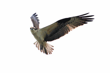 osprey in mid-flight facing camera