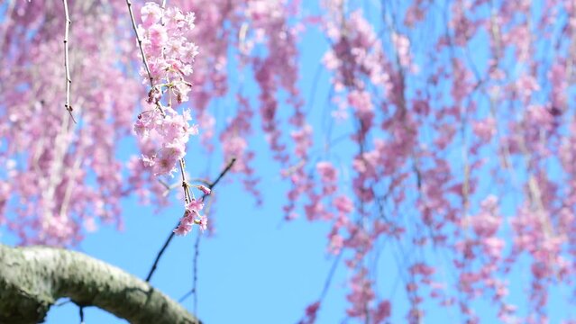 abstract bokeh Japanese cherry tree bloom close up, cinematic selective focus real time video