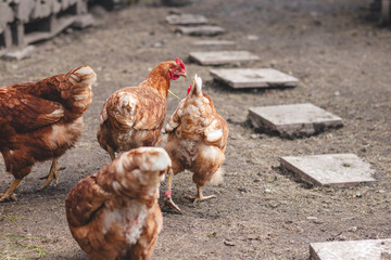 Domestic chicken with brown and white feathers running around the yard in the free range. Organic chickens. Homegrown eggs. Funny expression