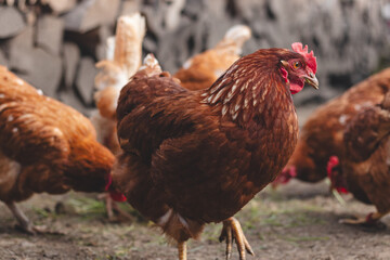 Domestic chicken with brown and white feathers running around the yard in the free range. Organic chickens. Homegrown eggs. Funny expression