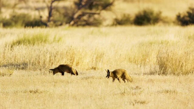 Three bat eared fox (Otocyon megalotis) Searching for food in Savanah