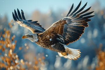 majestic eagle soaring over wintry landscape, showcasing its impressive wingspan and the serene beauty of nature - obrazy, fototapety, plakaty