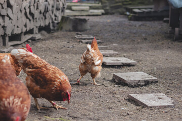 Domestic chicken with brown and white feathers running around the yard in the free range. Organic chickens. Homegrown eggs. Funny expression