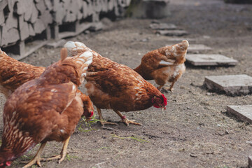 Domestic chicken with brown and white feathers running around the yard in the free range. Organic chickens. Homegrown eggs. Funny expression