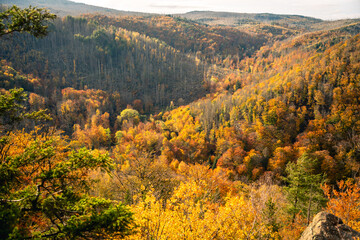 Orange gefärbter Mischwald im Nationalpark Harz. Ilsetal in Ilsenburg