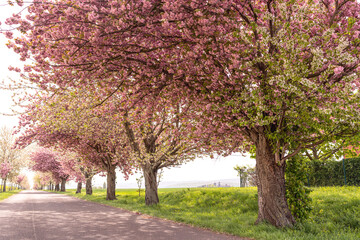 Naklejka premium Sagenhafte Kirschblüten im Harz