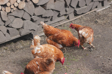 Domestic chicken with brown and white feathers running around the yard in the free range. Organic chickens. Homegrown eggs. Funny expression