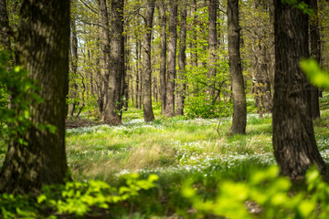 Frühling im grünen Wald - obrazy, fototapety, plakaty
