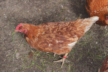 Domestic chicken with brown and white feathers running around the yard in the free range. Organic chickens. Homegrown eggs. Funny expression