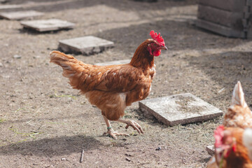 Domestic chicken with brown and white feathers running around the yard in the free range. Organic chickens. Homegrown eggs. Funny expression