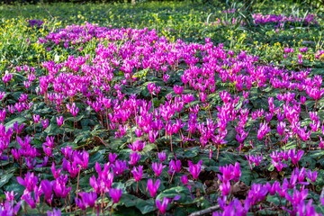 Fototapeta premium cyclamens in the woods