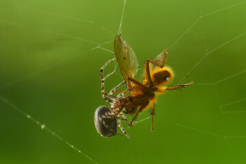 spider and pray close up