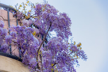Selective focus of purple flowers Wisteria sinensis or Blue rain, Chinese wisteria is species of...