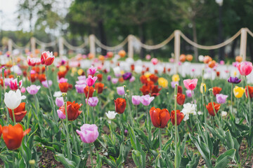 Colourful Tulips Flowerbeds with wooden fence and Stone Path in a Spring Formal Garden.