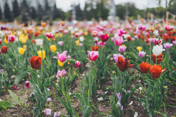Amazing tulip flowers blooming in a tulip field, against the background of blurry tulip flowers