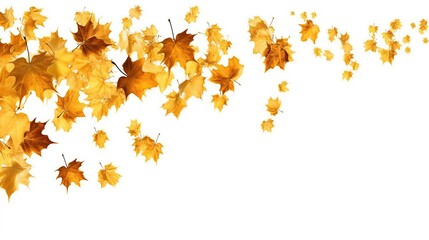 Cascade of golden maple leaves gently falling, bottom copyspace, white background
