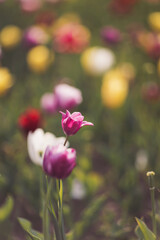 Amazing tulip flowers blooming in a tulip field, against the background of blurry tulip flowers