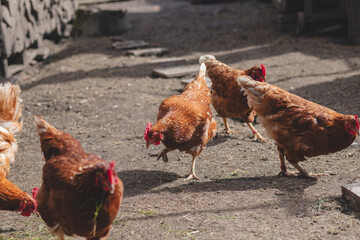 Domestic chicken with brown and white feathers running around the yard in the free range. Organic chickens. Homegrown eggs. Funny expression