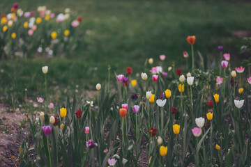 Brightly colored tulips in a garden. Beautifully blooming iridescent tulips in a flower garden...