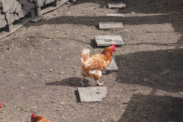 Domestic chicken with brown and white feathers running around the yard in the free range. Organic chickens. Homegrown eggs. Funny expression