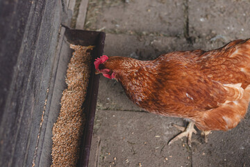 Domestic chicken with brown and white feathers running around the yard in the free range. Organic chickens. Homegrown eggs. Funny expression