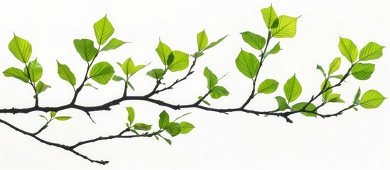 Fototapeta premium Green leaves on a tree branch, standing alone against a white backdrop.