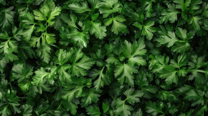 Close up image of carrot greens wallpaper