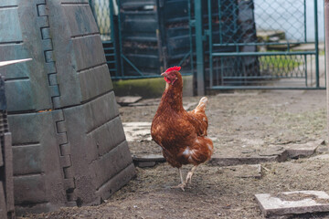 Domestic chicken with brown and white feathers running around the yard in the free range. Organic chickens. Homegrown eggs. Funny expression